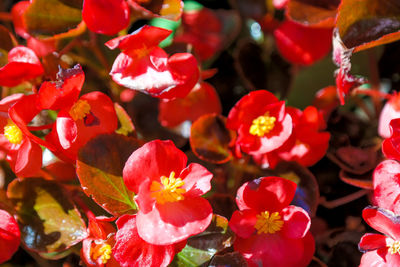 Full frame of red flowers