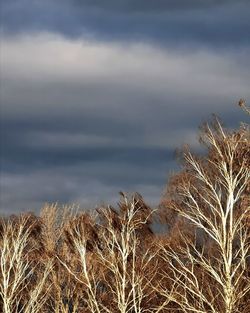 High angle view of stalks in field against cloudy sky