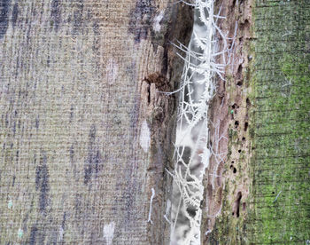 Full frame shot of tree trunk