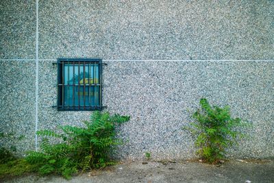 Ivy growing on wall of building