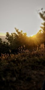 Close-up of plants on field against sky during sunset