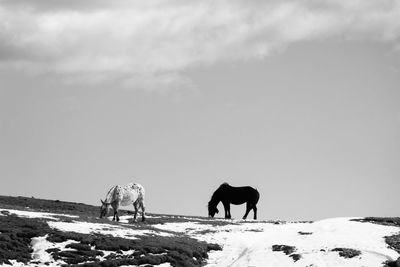 Horse on snow covered field against sky