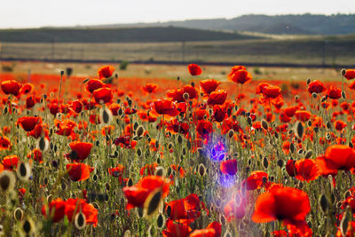 Close-up of yellow flowering plants on field