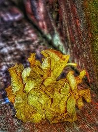 Close-up of leaves