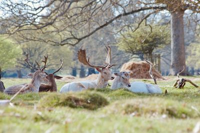 View of deer on field