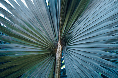 Full frame shot of leaf