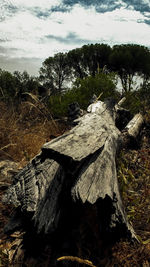 Fallen tree on field