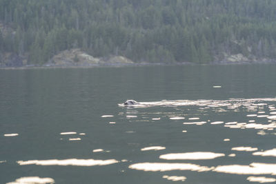 View of birds swimming in sea