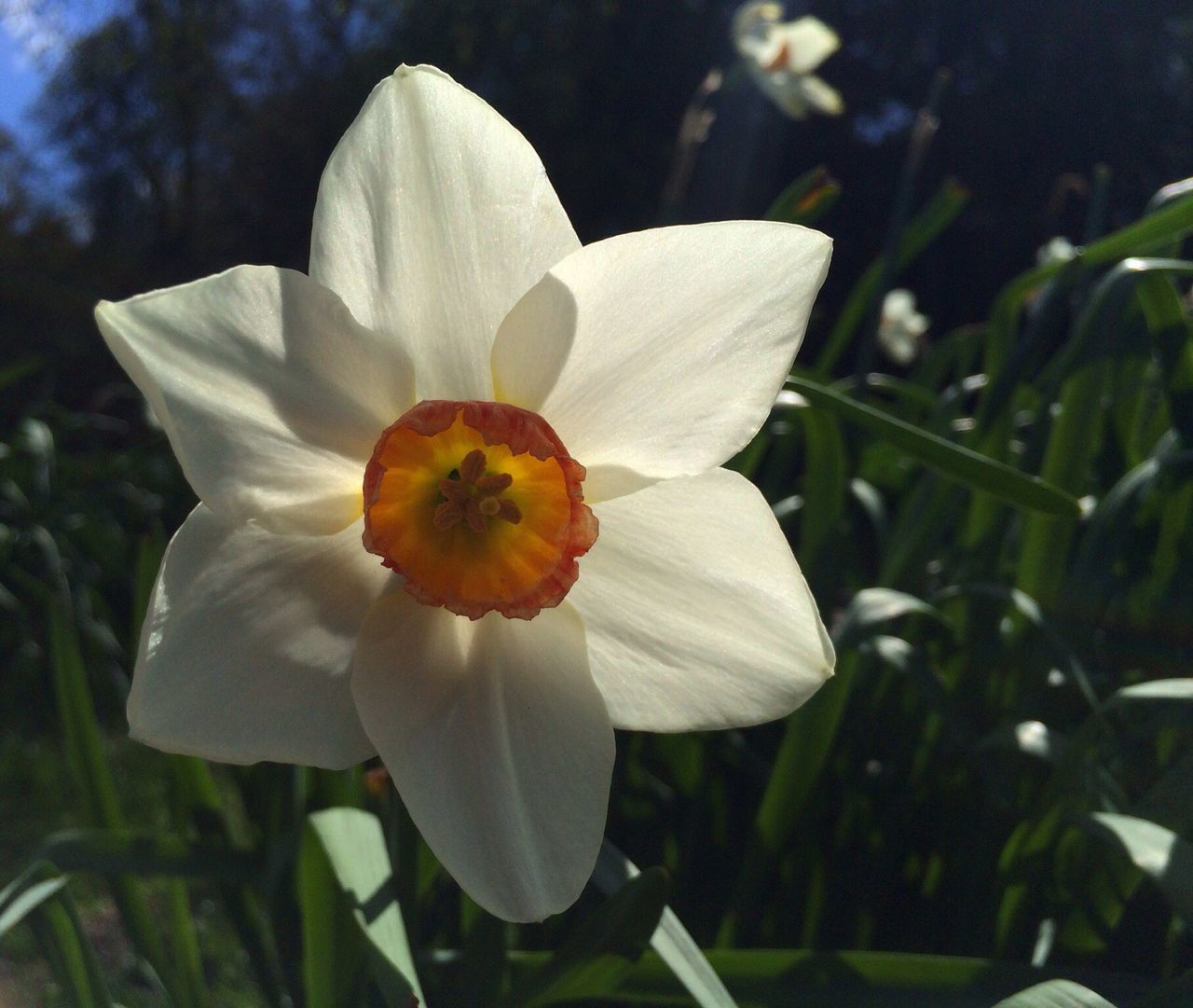 flower, petal, flower head, freshness, fragility, growth, single flower, beauty in nature, blooming, white color, close-up, focus on foreground, pollen, nature, plant, stamen, in bloom, day, outdoors, no people