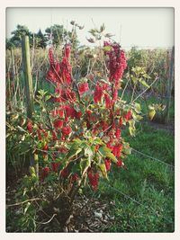 Plant growing on field