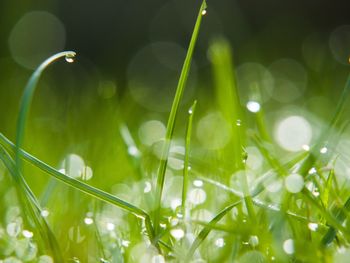 Close-up of wet plants on field