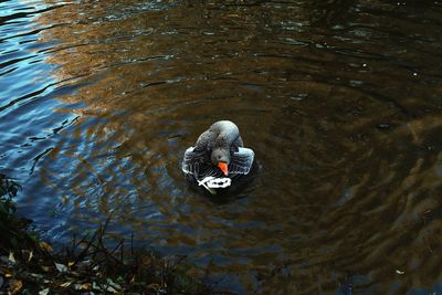 High angle view of swan swimming in lake