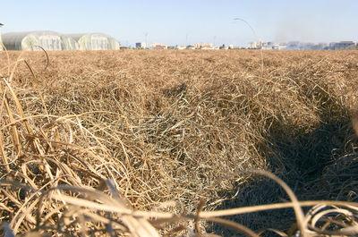 Hay bales on field against sky