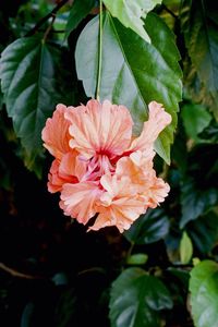 Close-up of flower blooming outdoors