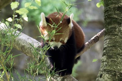 View of squirrel on tree