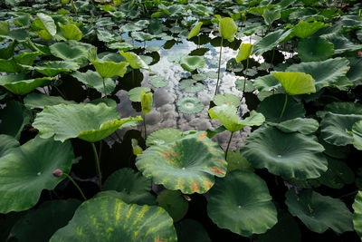 High angle view of flowering plant leaves on field