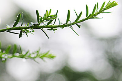 Close-up of wet plant leaves