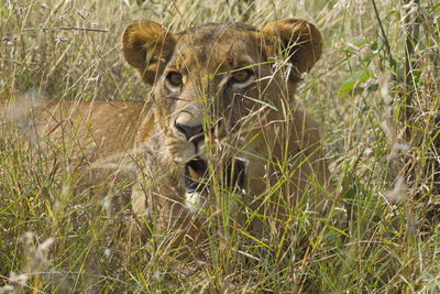 Portrait of an animal on grass