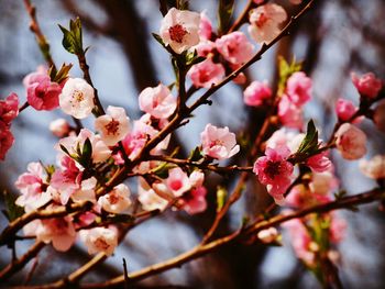 Close-up of cherry blossoms in spring