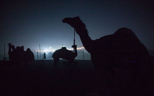 Silhouette of camels at night