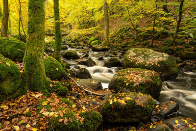 Plants growing by rocks in forest