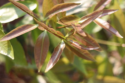 Close-up of plant in field
