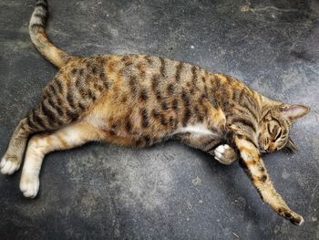 High angle view of cat sleeping