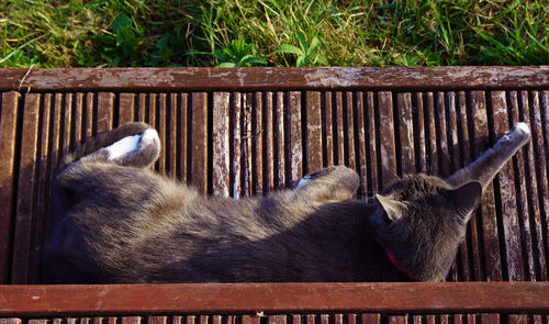 High angle view of cat relaxing on bench