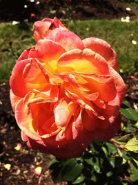 Close-up of rose blooming outdoors