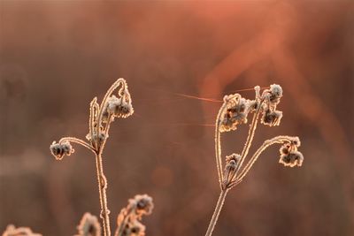 Close-up of dry flowers
