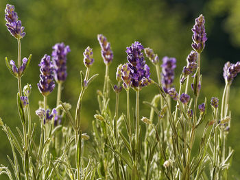 Close-up of purple flowers blooming on field