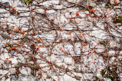 Full frame shot of autumn tree