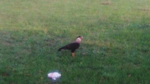 Birds on grassy field