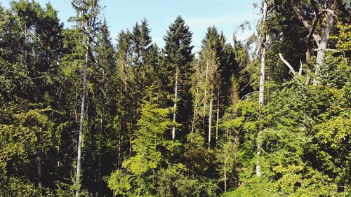 Trees in forest against sky