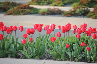 Close-up of red tulips blooming on field