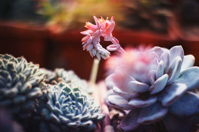 Close-up of pink flowering plant