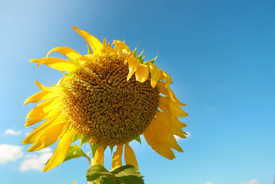 Close-up of yellow sunflower against sky