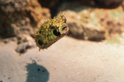 Close-up of fish in sea