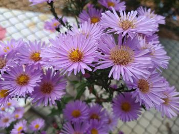 Close-up of pink flowering plants