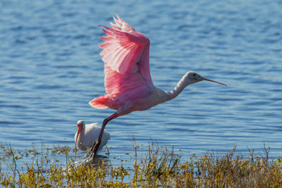 Bird flying over lake