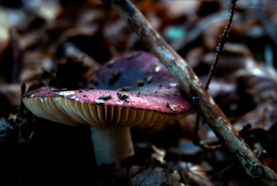 Close-up of mushroom growing on land