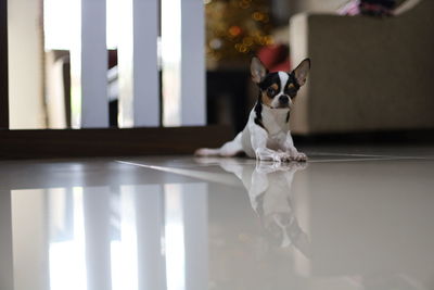 Portrait of a dog at home