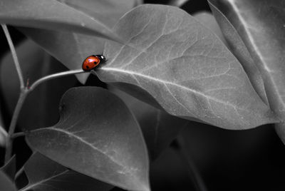 Close-up of ladybug on leaf