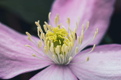 Close-up of flower