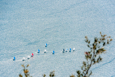 High angle view of plants on beach