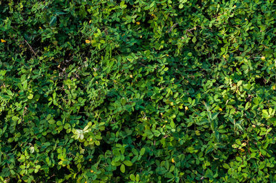 Full frame shot of fresh green plants