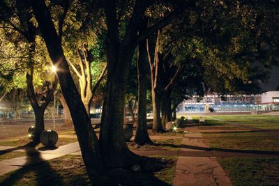 Trees in city at night