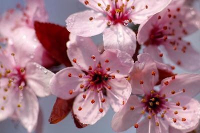 Close-up of cherry blossoms