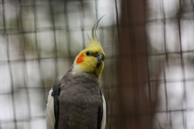 Close-up of parrot in cage