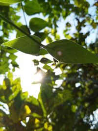 Low angle view of leaves on tree against sky